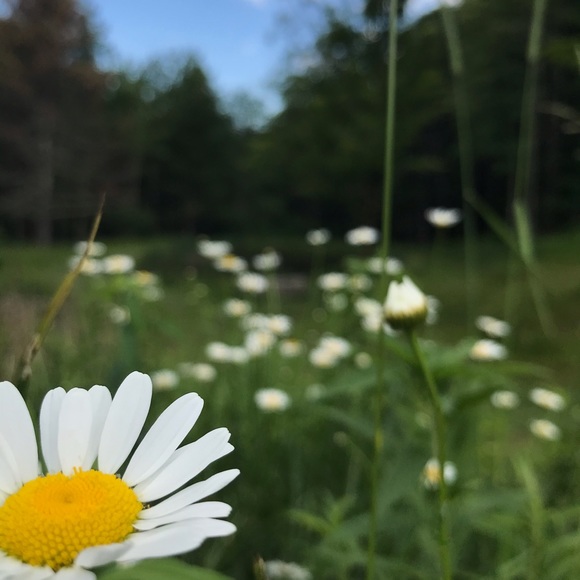 Meet your Posher, Jasmin - Picture 1 of 1